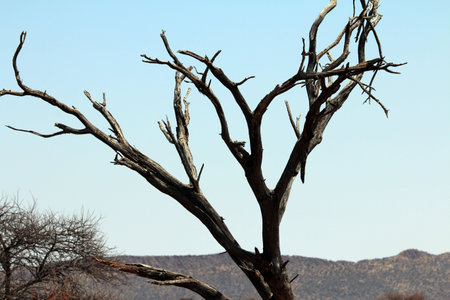 Many years of drought in Namibia trees start dying and bring beautiful landscapes with clear skies