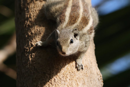 A closeup of an Indian Palm Squirrel in the tree trunkの写真素材