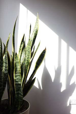 A vertical shot of Dracaena trifasciata plants indoors with shadowsの写真素材