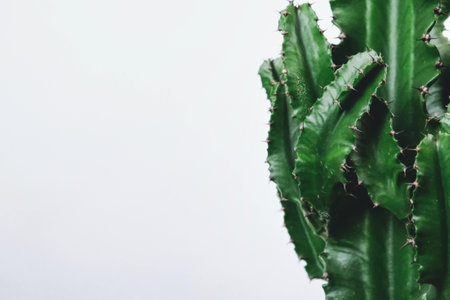 A closeup of a cactus with sharp thorns with a white backgroundの写真素材