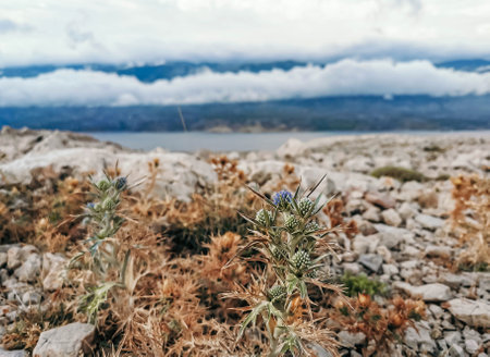 A beautiful view of the spiky plants in the field full of stones and the mountains in the backgroundの写真素材