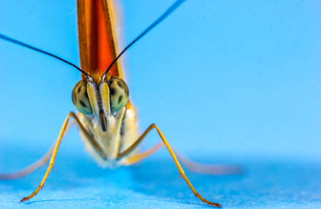 A macro shot of a butterfly on a blue background