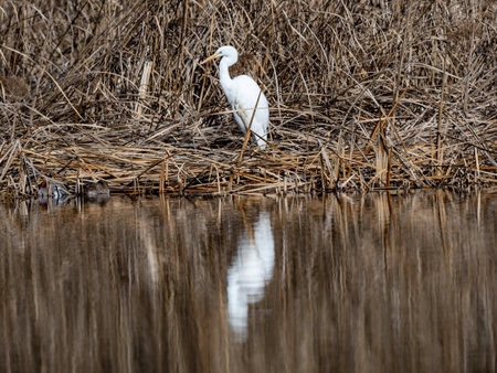 A selective focus shot of a great egret in a pond in a Japanese parkの写真素材