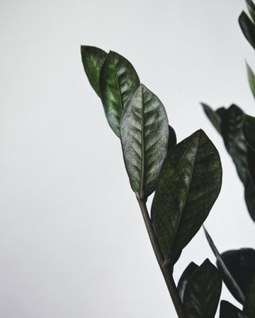 A vertical closeup of Zamioculcas leaves with a white background