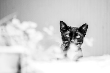 A closeup view of a cute black cat on the grey wallの写真素材