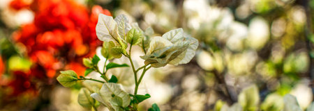 A closeup of white bougainvillaeas growing in a garden under the sunlight with a blurry background