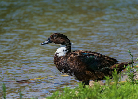 A selective focus shot of a duck looking at the pond