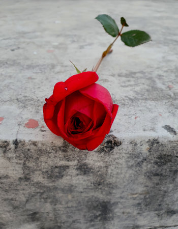 A closeup of a beautiful red rose on a gray surfaceの写真素材