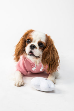 A cute view of a white and brown puppy wearing pink clothes lying on the white groud