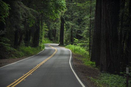 A beautiful view of a long asphalt road surrounded by greens and trees