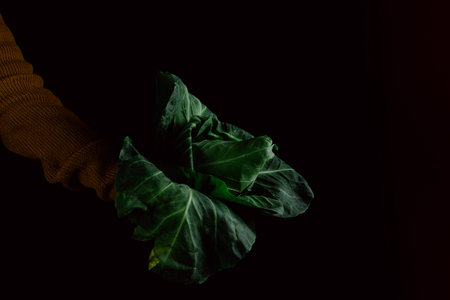 A closeup view of a person holding green leaves on a black background