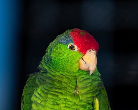 A closeup of a parrot's colorful head on a dark backgroundの写真素材