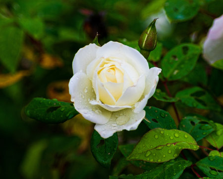 A selective focus closeup of a blooming white rose flower with water dewsの写真素材