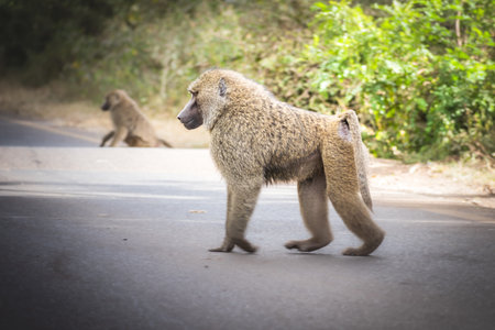 An Olive baboon on the street on Ngorongoro, Tanzania, Africaの写真素材