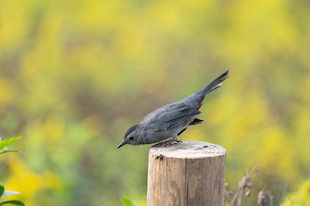 A closeup shot of a sparrow on a wood log with a blurred background