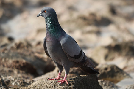 A closeup of a rock pigeon standing on the ground and looking awayの写真素材