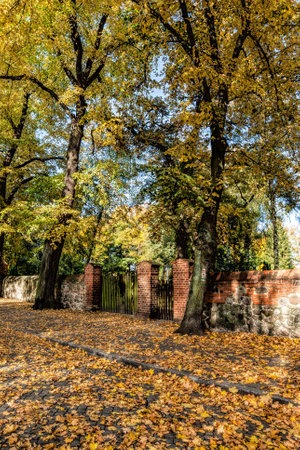 A vertical shot of a park covered in dried leaves and trees under the sunlight in autumnの写真素材