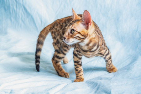 Young bengal kitten stands on a white surface and looks to the side