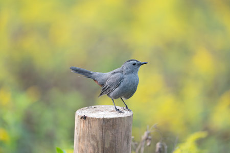 A closeup shot of a sparrow on a wood log with a blurred backgroundの写真素材