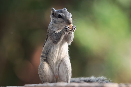 A selective focus shot of an adorable grey squirrel, outdoors during daylightの写真素材