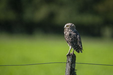 A selective focus shot of a perched owl with greenery in the background
