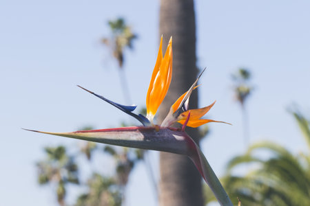 A closeup shot of a beautiful Strelitzia flowerの写真素材