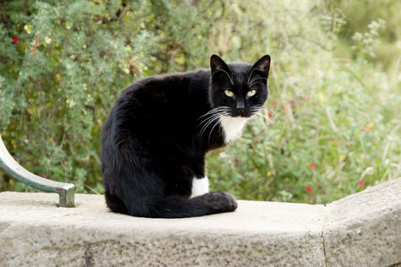A closeup shot of a black fluffy cat staring with its bright eyesの写真素材