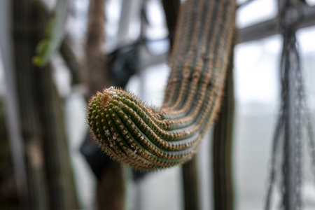 A macro shot of a cactus plant, during daylightの写真素材