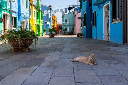 A beautiful shot of a cat in Burano, Venice, Italyの写真素材