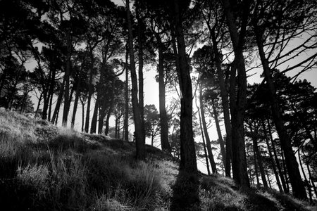 A closeup shot of tall trees in a forest on a sunny dayの写真素材
