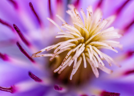 A macro of stamens of a  flowerの写真素材