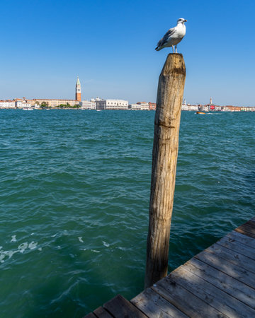 A beautiful shot of a eagull in Veniceの写真素材
