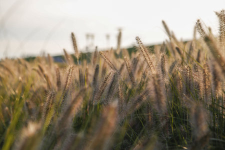 A closeup shot of a rye field on a gloomy dayの写真素材