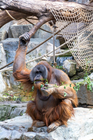 An eye-level vertical shot of a hairy Sumatran orangutan primate in a zoo holding a tree branchの写真素材