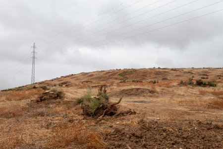 Stock photo of olive trees cut down due to deforestation in the countryside.の写真素材