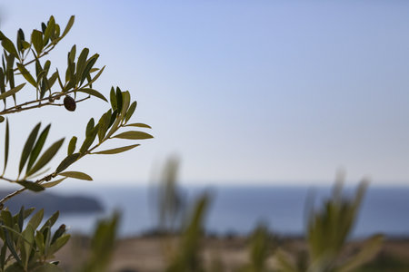 A selective focus of an olive tree with the sea in the backgroundの写真素材