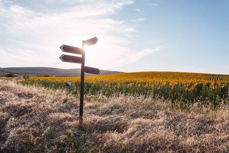 Stock photo of beautiful sunflower field with a destination sign in the middle.の写真素材