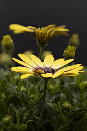 A vertical shot of yellow osteospermum flowers in the garden