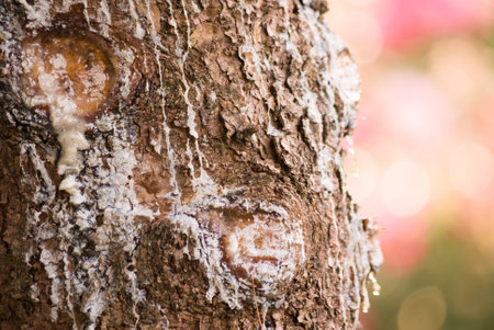 A closeup shot of a tree trunk with resin on itの写真素材