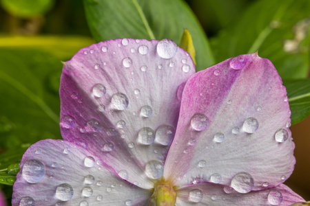 A closeup shot of water droplets on a purple flowerの写真素材