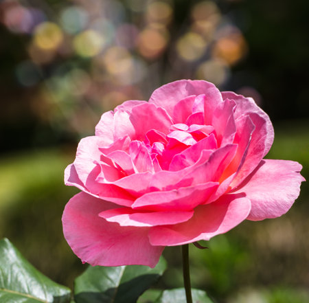 A closeup shot of blooming pink rose flower with bokeh backgroundの写真素材