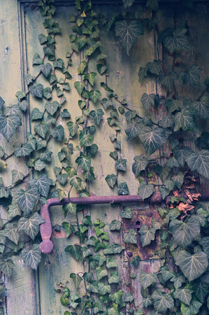 A closeup of an old and weathered wooden fence covered in growing ivy leaves