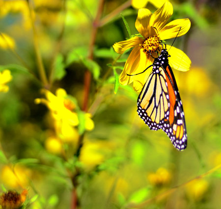 A selective focus shot of a colorful butterfly sitting on a beautiful yellow flowerの写真素材