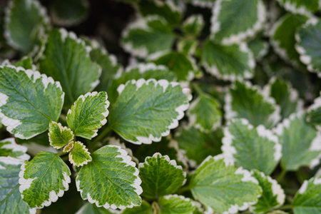 A closeup shot of a botanical plant leaves. Green leaf with white edges, background pictureの写真素材