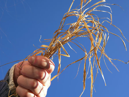 Hands holding grass against blue sky  close up shotの写真素材