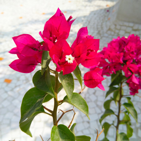 A vertical shot of vibrant bougainvilleasの写真素材