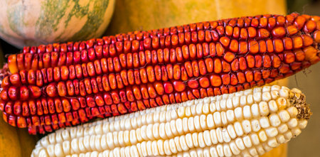 A closeup shot of red and white corn