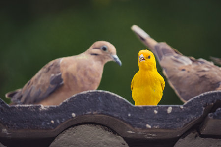 A selective focus shot of an Eastern golden weaver perched on the roof
