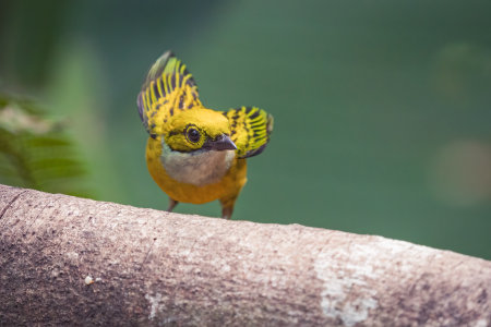 A closeup of a silver-throated tanager perched on a tree branch under the unliの写真素材