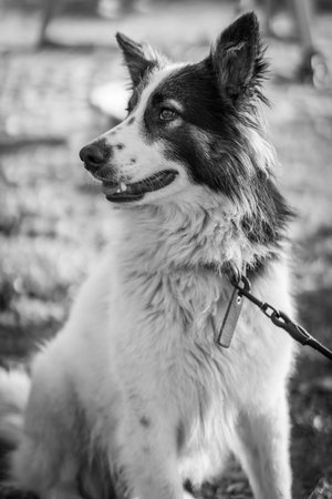 A vertical grayscale shot of a cute Border Collie with a collarの写真素材